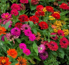 FROM US 50 Zinnia Flower Seed Mix | Non-GMO | Heirloom | Fresh Flower Seeds - $12.98