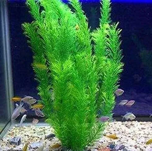 Aquarium Plants Bonsai Grass Water Aquatic Plant Garden Indoor Ornamental Plant - $7.45