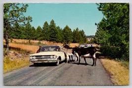 Donkeys Begging For Handout Black Hills SD Postcard R28 - $7.95
