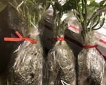 6  -Rooted Okinawa  Potato Seedlings, order now -shipped Priority mail (... - $24.99