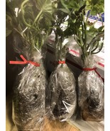 6  -Rooted Okinawa  Potato Seedlings, order now -shipped Priority mail (3 days) - $24.99