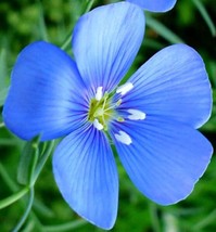 Fresh Linum usitatissimum Common Flax Linseed 20 Seeds US Seller - £20.00 GBP