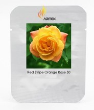 Red Stripe Orange Rose Flower Seeds Pack 50 Seeds Strong Fragrant Rose #Lg00036  - $10.87