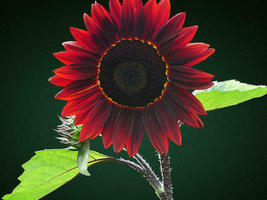 50 Pack of Seeds Chocolate Sunflower Seeds for Planting Grow Exotic Flowers - £14.35 GBP