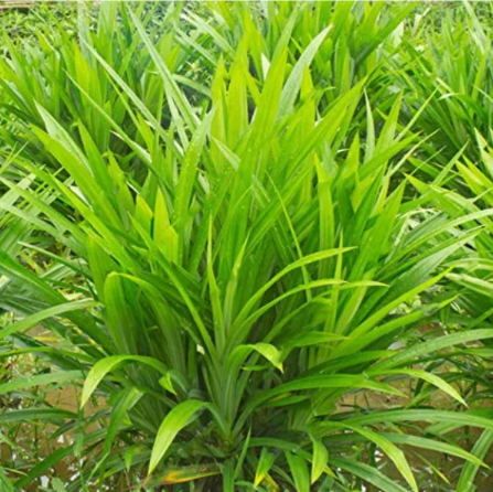Primary image for 50 Pcs/Bag Fragrant Grass Seeds Annual Pandan Flower Potted Seeds
