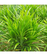 50 Pcs/Bag Fragrant Grass Seeds Annual Pandan Flower Potted Seeds - £8.41 GBP