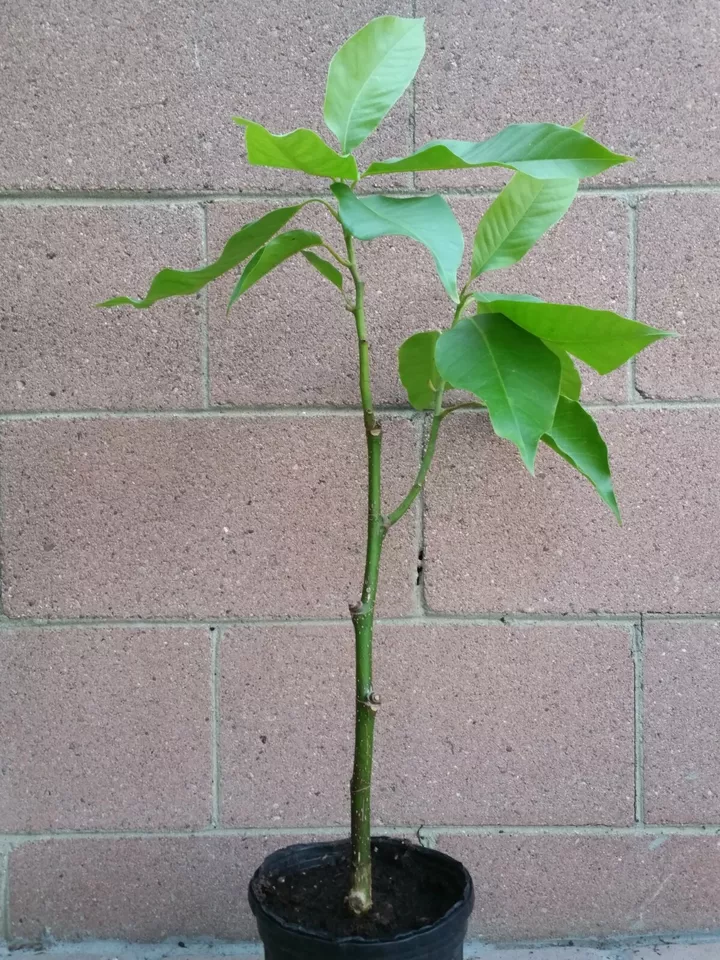 Michelia Alba/Magnolia Champaca (White Flowers) Live Plant - $240.00