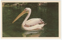 Vintage Postcard Pelican Pete Busch Gardens Tampa Florida White Border 1960&#39;s - £5.53 GBP
