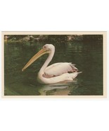 Vintage Postcard Pelican Pete Busch Gardens Tampa Florida White Border 1... - £5.53 GBP