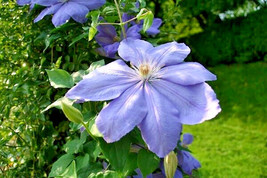 15 Ice Blue Clematis Seeds Clematis Ice Blue Seeds Fresh Fast Shipping - £12.84 GBP