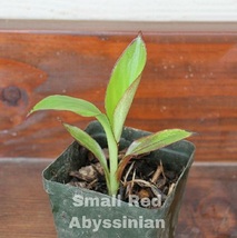 live plant Small Red Abyssinian Banana Plant - Ensete Maurelii - $42.99