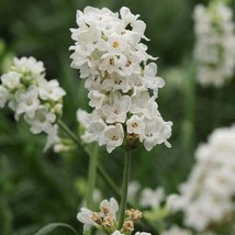 OKB 25 Lavender &#39;Ellagance Snow&#39; Seeds First Year Flowering! Lavandula A... - $16.55