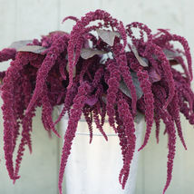 Hopi Red Dye Amaranthus Seed, Amaranthus Flower , USA Grown Seeds - $12.99