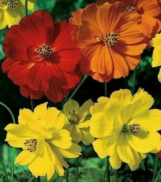 100+  COSMOS SEEDS BRIGHT LIGHTS FLOWER MIX orange YELLOW ANNUAL  - £4.13 GBP