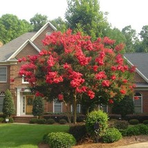 Fresh Seeds 35 Crape Myrtle Red Seeds Perennial Tree - £17.05 GBP