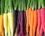 350 Rainbow Mix Carrot Seeds Fast Shipping - $8.99