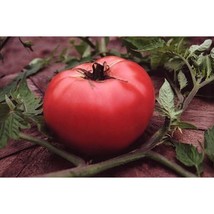 Usa Seller Rose De Berne Tomato Seeds Fast Shipping - £7.31 GBP