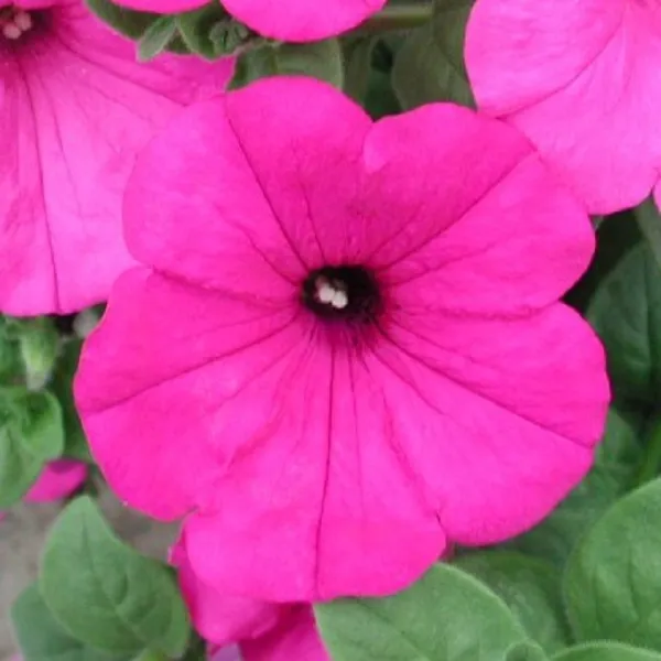 Petunia Seeds Petunia Explorer Lavender 25 Pelleted Seeds Garden USA Seller - £11.46 GBP