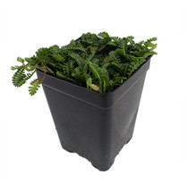 2.5&quot; Pot Fairy Fern Leptinella Terrarium/Fairy Garden/Houseplant - £35.96 GBP