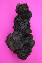 Giant Lizard Poop 5 Million Years Old Coprolite Genuine Fossil Dino Girl... - $29.99