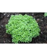 VCS Spicy Globe Basil Seeds Globe Shape Attractive Cuisine 100 Count Pkt... - $20.65 CAD