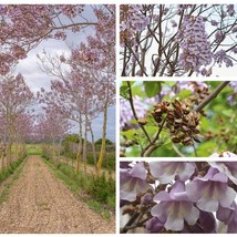 100 Royal Empress Tree Seeds Paulownia Tomentosa Purple Flowers Fresh Seeds - £7.68 GBP