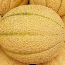 FRESH Iroquois Melon Seeds   - $6.00