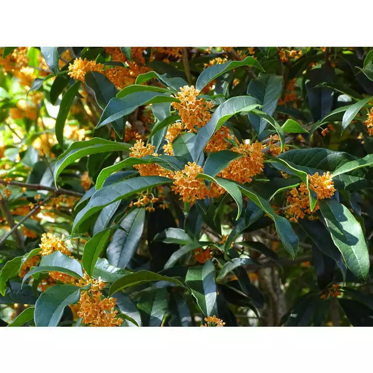 Apricot Echo Orange Tea Olive  osmanthus  - Live Plant -  1 QT  - £33.30 GBP