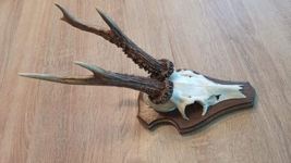 vintage Real  Skull with Horns, white bone, animal skull. Original 1970-... - $38.61