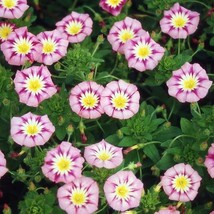 50 Seeds Morning Glory Dwarf Rose Ensign Heirloom Purple Pink Yellow Non... - £6.33 GBP