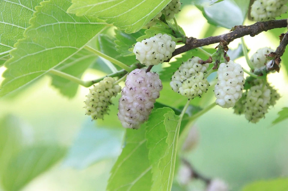 50 White Mulberry Tree Seeds, Morus alba, Fast-Growing Tree - $6.49