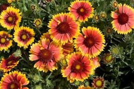 100 Pcs Gaillerdia Blanket Flower Seeds #MNSS - £11.93 GBP