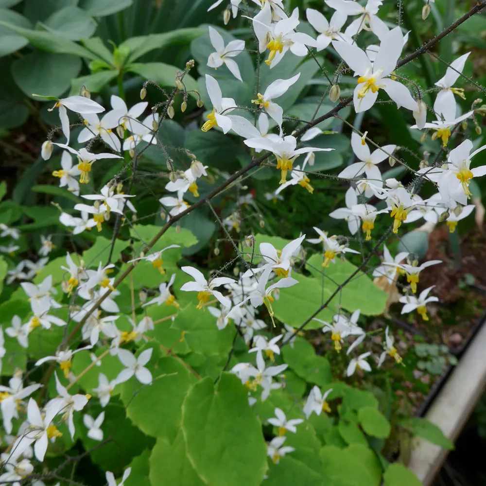 Epimedium Brevicornum 100 Seeds Round Leaf - $6.77 CAD
