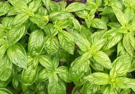 BStore 300 Genovese Italian Basil Seeds - £6.45 GBP