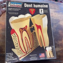 Lindberg Human Tooth Automically Accurate Science Kit Model - $14.84