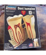 Lindberg Human Tooth Automically Accurate Science Kit Model - $18.50 CAD