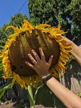 Giant Huge Mammoth Sunflower 25 Seeds 16 Ft Tall 24” Wide Fresh Seeds - £6.72 GBP