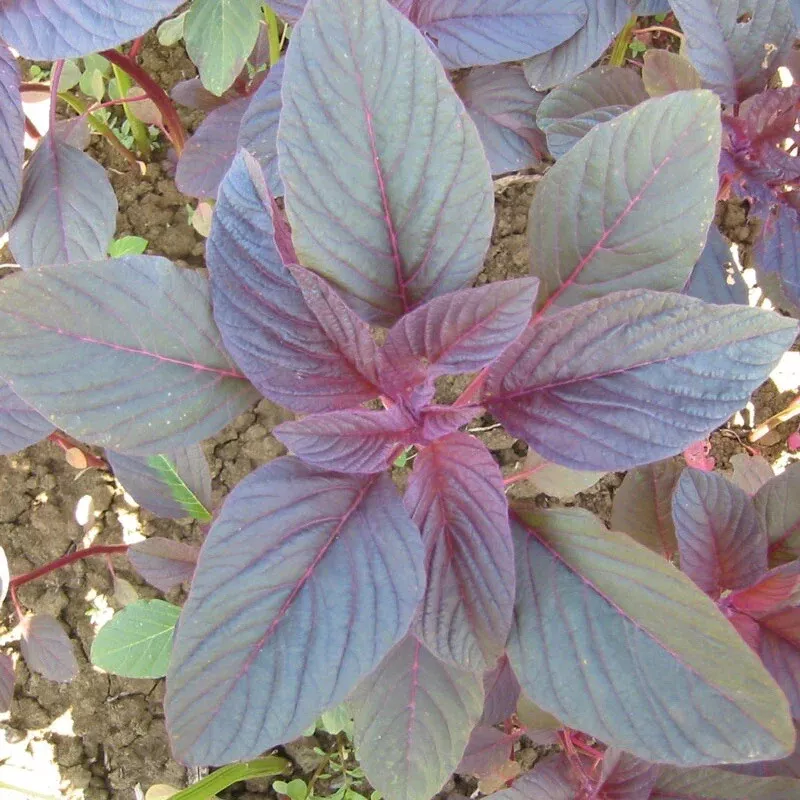 Red Garnet Amaranth Seeds - Red Spinach Usa 2000+ Seeds - $3.00