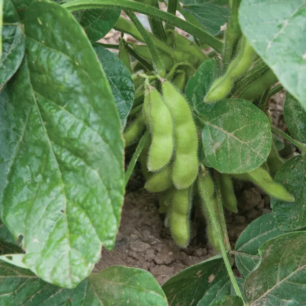 New Listingsoy Bean Seed Edamame Midori Giant Soy Bean Seed 20 Seeds Non-Gmo - £8.31 GBP