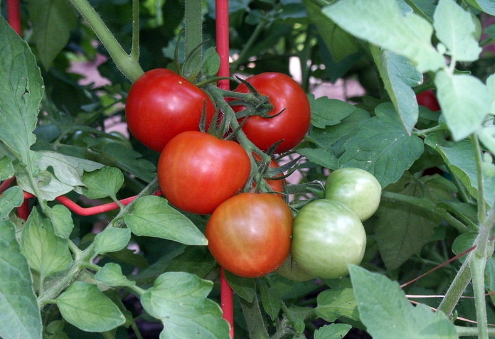 Fourth of July Tomato Plant Ripens in 44 days 2.5&quot; Pot - $26.99