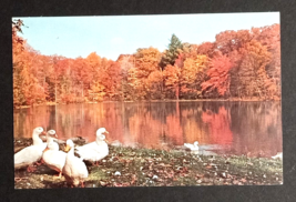 Twin Lakes Bushkill Falls Ducks Route 209 PA Fall Autumn Foliage Postcard c1970s - $5.99