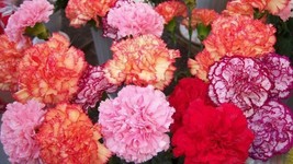 100 Double Mix Carnation Seeds Dianthus Flowers Seed Flower Perennial 227 - £6.55 GBP