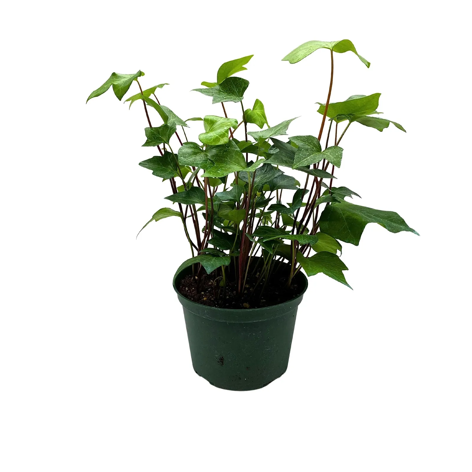 Algerian Ivy Canary Island Ivy Canary Ivy Coney Island Ivy Madeira Ivy 6 - £46.13 GBP