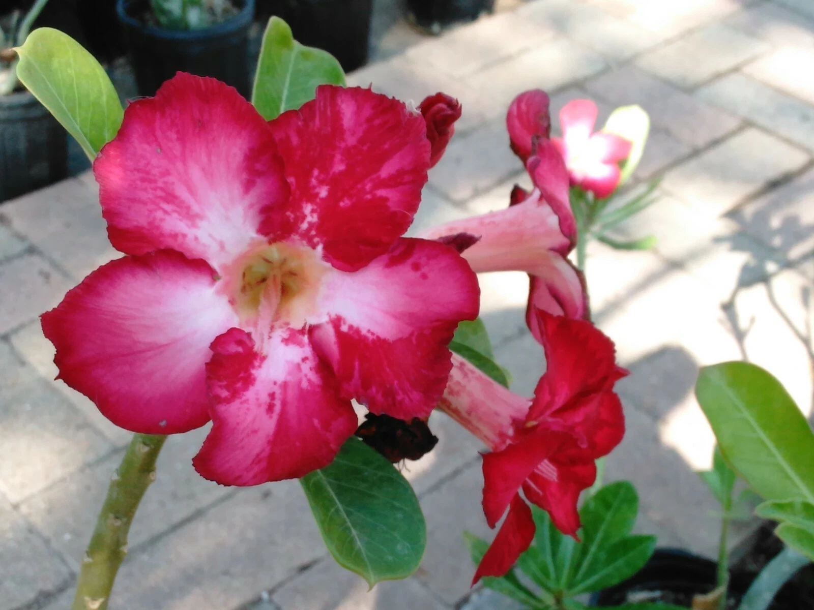 100+ Adenium Obesum desert rose seeds Rosa Del Desierto US SELLER - $33.88