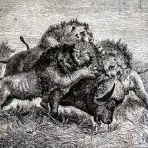 Lions Killing Water Buffalo 1890 Woodcut Victorian Stanley In Africa DWAA2C - $39.99