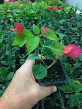 Live Plant Bougainvillea - &#39;Barbara Karst&#39; - $28.96