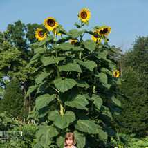 25 American Giant Sunflower Seeds Give It Space For A Huge Head Fresh Ga... - £9.82 GBP