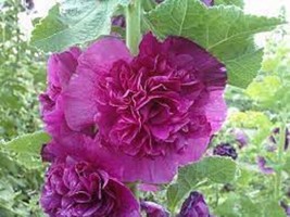 25 Double Purple Hollyhock Seeds Flower Seed Flowers 857 Gardening USA S... - £11.96 GBP