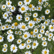 Chamomile German Herbals Flowers Chrysanthemum 20 Seeds Beautiful Garden... - £11.04 GBP