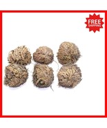 Transform Your Home with 6 Rose of Jericho Flowers - Symbol of Renewal - $591.41 MXN